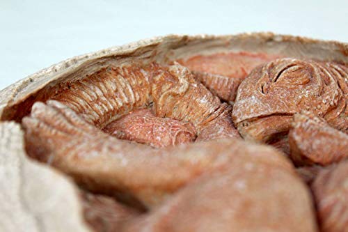 Image of TITANOSAUR Embryo