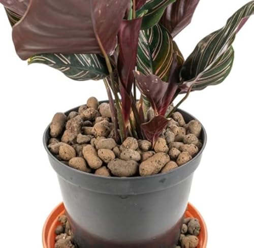 10Liter Grade 8mm-16mm Clay Pebbles, Hydroton or LECA-Lightweight Expanded Clay Aggregate, Heated Clay - used in hydroponic systems, aquaponics, and as a growing medium for plants.