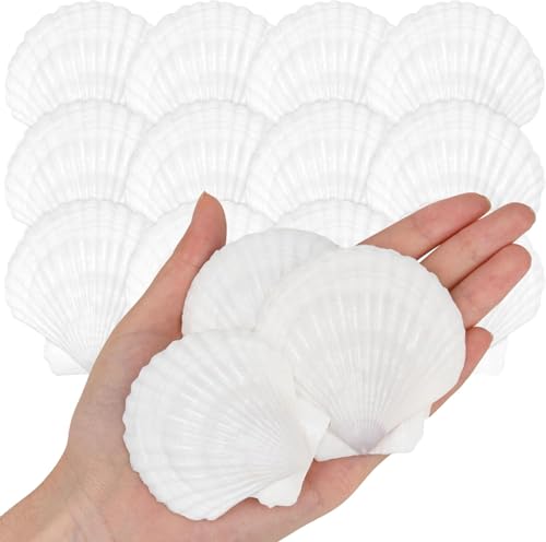 SKOOLOVE 25 Pieza Blancs de 5-7.5 cm, Grands Coquillages Naturels de la Mer, Pour Décoration de Mariage, fête Sur le Thème de la Plage, Aquarium
