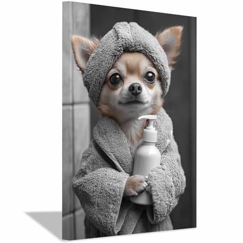 Poster Chihuahua en peignoir 30x45cm encadré gris pour décoration murale de salon amusante