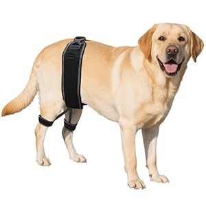 Dog Hip Orthotics Brace, Dog Hip Dysplasia Brace, Support for Hip Dysplasia, Arthritis, Luxating Patella, Back Leg limping, Relieve Hip Pain and Orthodontic Assistance – Large