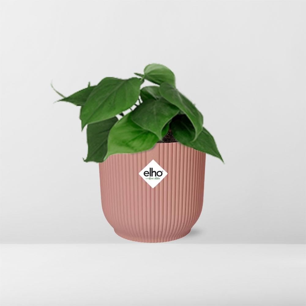 Pokojowe Rośliny Philodendron Scandens Dekoracyjne Doniczki, Różowy, 14 cm