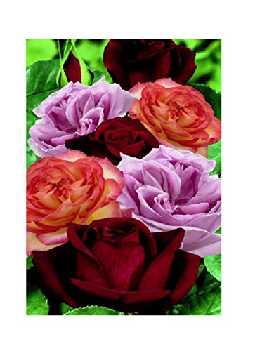 3 x Fresh Collection Strong Scented Rose Pink Rose Plants Garden Plant K-P41