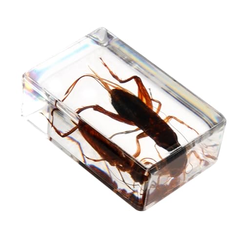 Cabilock Unique Resin Craft Cricket Specimen Stylish Great for Science Collection