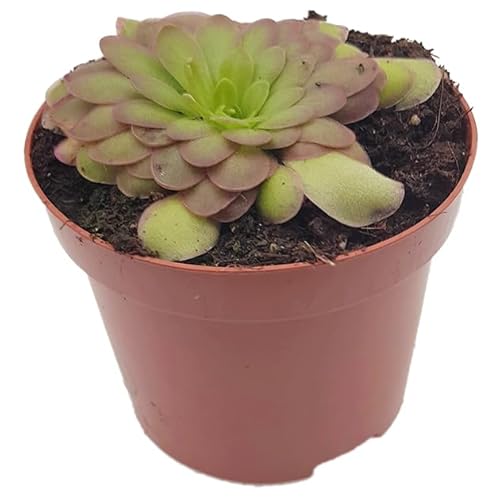 Fangblatt Pinguicula 'Gaby' Fettkraut im 9 cm Topf