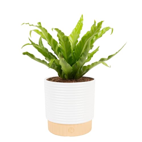 Costa Farms Bird's Nest Fern Live Plant in Decorative Pot, Air Purifying Indoor Houseplant, Perfect...