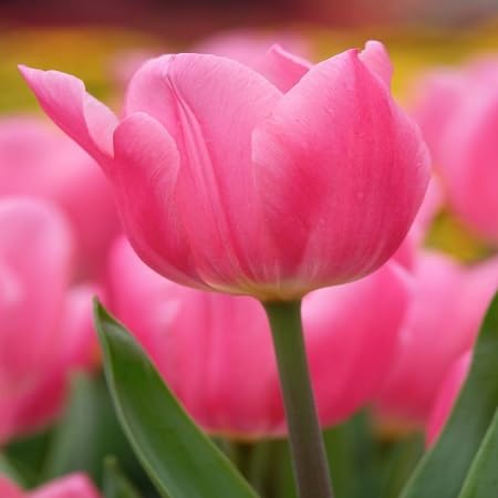 100 semillas de flores de tulipán rosa.