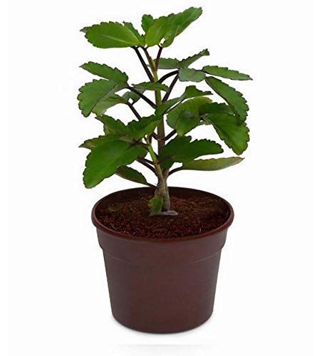 Live Green Patharchatta Medicine Plant For All Season Fresh & Healthy Plant Provide By Live Green (B0995JWG8N) Amazon Price History, Amazon Price Tracker