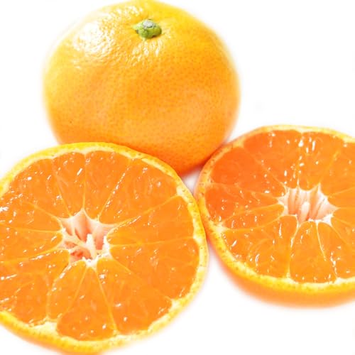 訳あり おはこやがつくる 甘平 約3kg 果物 フルーツ 柑橘 カンペイ 特産品 西宇和 愛媛県 西予市