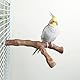 Allazone 6 Stück Natur Sitzstangen für Vögel, Naturholz Sitzstangen, Vogel Spielzeug mit Seil, Vogelkäfigzubehör für Kleine Sittiche, Nymphensittiche, Sittiche