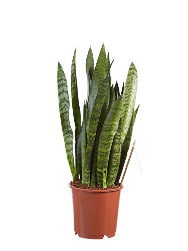 Planta de interior de Botanicly – Lengua de tigre – Altura: 50 cm – Sansevieria Zeylanica