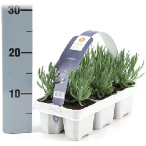 Lavender angustifolia, 6 Pack Garden Ready Plants, Outdoor, Beautiful Vibrant Flowers, Year-Round Planting