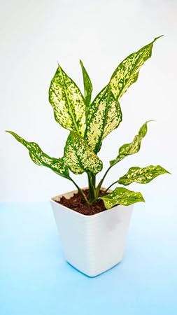 The Garden District|Aglaonema snow White.| Pack Of 2