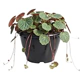 Strawberry Begonia Plant Live, Saxifraga Tricolor Plant, Begonia Live Plant, Variegated Foliage Perennial, 3.25 Inches Pot for Growing