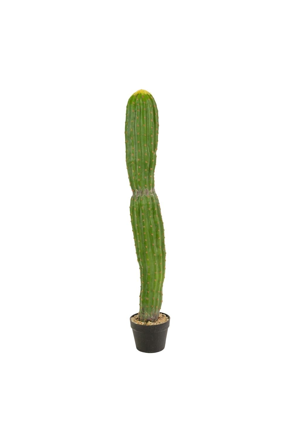 Amazon.com: Kalalou CNL1318 Single Trunk Cactus in A Plastic