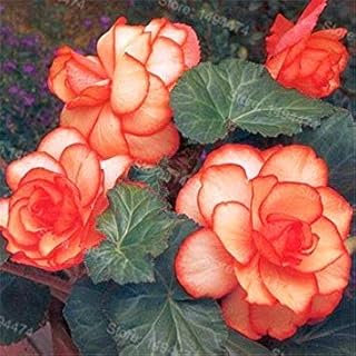 RIC 100 PZ Colore Misto Begonia Semi di Fiori Bellissimo Giardino Bonsai semi di Fiori Perenne Malus Spectabilis Semi per giardino di casa 10: Only Seeds