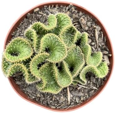 Cactos Cérebro Verde Muda Natural Raíz Propria Fácil Cultivo