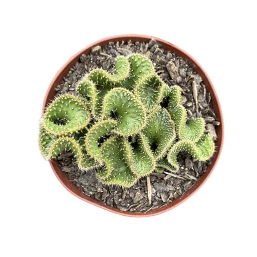 Cactos Cérebro Verde Muda Natural Raíz Propria Fácil Cultivo