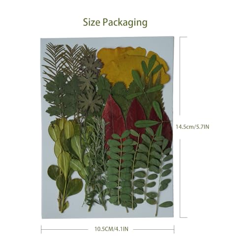 Flores y hojas prensadas secas para manualidades, pack de 35 miniatura 2