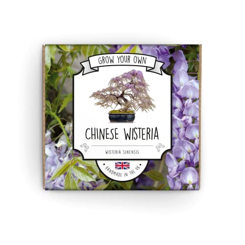 Grow Your Own Bonsai Kit | Wisteria Bonsai Tree | Suitable for Kids, Beginners Or Green Fingered Bonified Bonsai Experts | Guaranteed to Grow Or We Send New Seeds | Hand Made in The UK