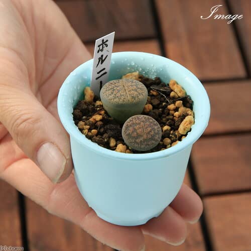 Amazon｜（観葉植物）リトープス（玉型メセン） 品種おまかせ 2号（3