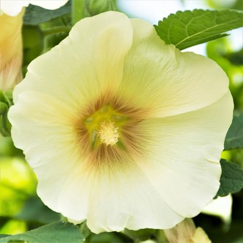 Eden Brothers Hollyhock Seeds - Henry VIII - Lemon