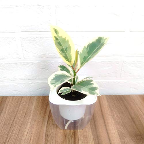 ~hG fUC V[Y ȒP ʋ|bg y𒴂y ptJ 3 ϗtA easy pot-A (tBJX eBPl)