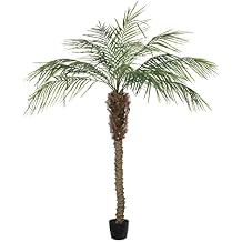 Vickerman Everyday Artificial Phoenix Palm Tree 6 Foot Tall for Indoor Use Home Office Christmas Holiday Tropical Decoration Design Your Tropical Oasis