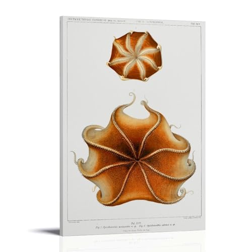 Cirrate Octopus Illustration by Carl Chun Poster�C���e���A�f�U�C���A�A�[�g�v�����g�̑����A�����̐V�����Ƃ̑��蕨�̂��߂̔������|�X�^�[24x36inch(60x90cm) Frame-style