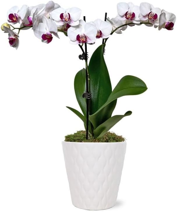 From You Flowers - Purple & White Delight Orchid Plant for Birthday, Anniversary, Get Well or Celebration