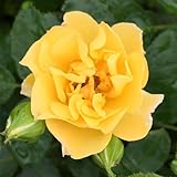 Heirloom Climbing Roses, Live Own Root Plant for Outdoor Garden, Sky's The Limit™, Lightly Fragrant, Hardiness Zones 5-10, Repeat Blooming