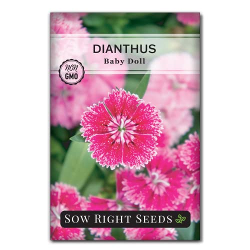 Sow Right Seeds - Dianthus Baby Doll Flower Seeds for Planting - Sweet William Ornamentals - Non-GMO Heirloom Packet to Plant a Home Flower Garden - Rare and Fragrant Blooms to Attract Pollinators (1)