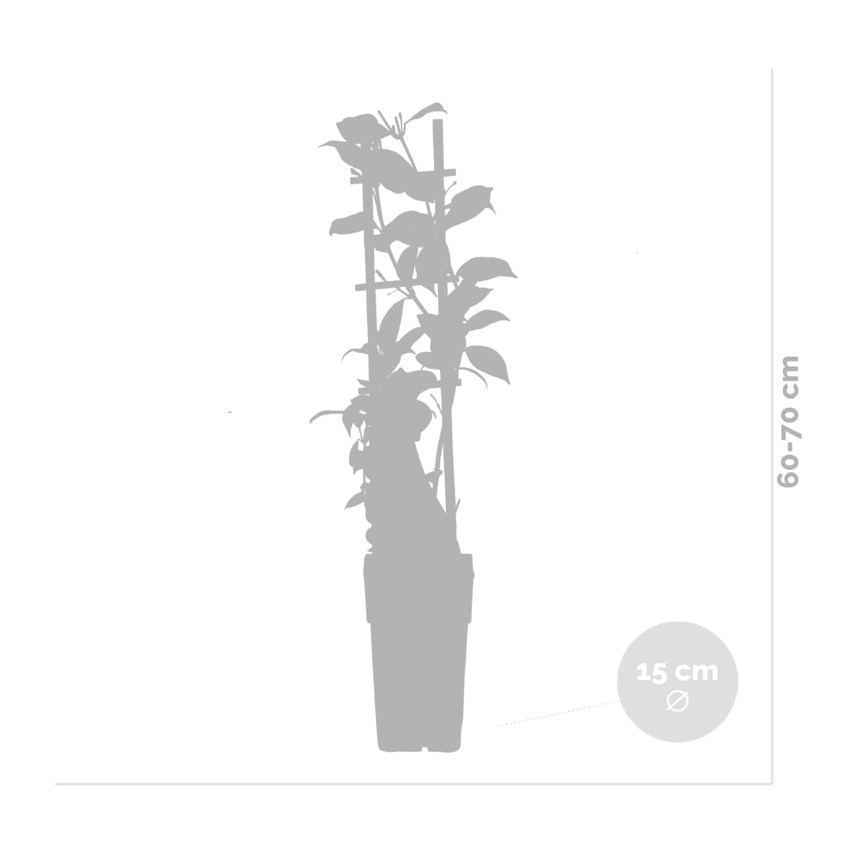Bloomique - Lot de 2 - Trachelospermum jasminoides - Jasmin étoilé rose - Plantes grimpantes - Plantes de jardin - Persistantes - Rustiques - Hauteur 50-70 cm - Pot 15 cm