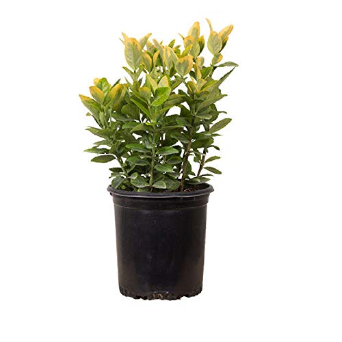Golden Euonymus (2.5 Quart) Green And Yellow Variegated Evergreen Shrub - Full Sun To Part Shade Live Outdoor Plant… #TOP1