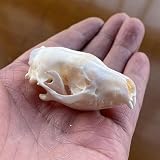 Decorazione domestica unica: queste ossa di animali veri sono uniche e reali e risalteranno nella tua casa; i denti naturali di scheletro bianco sporco e veri contribuiranno a creare una sensazione sacra e terrena. Nota: poiché si tratta di esemplari naturali, ci sono piccoli difetti come scolorimento, denti rotti, segni di guerra e altre stranezze.