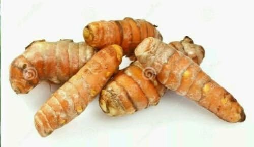 Miniatura 2 de Crecen 3 raíces de cúrcuma para uso en plantas - Cultivado en EE. UU., Zeodaria de jengibre orgánico