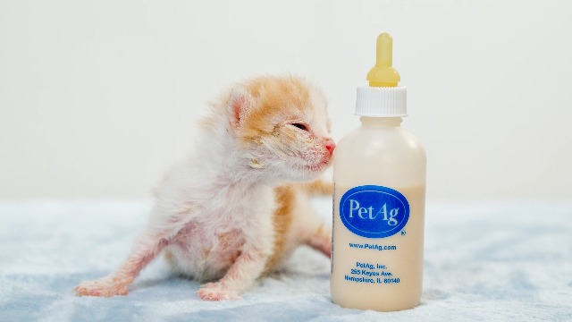 Amazon.com : PetAg KMR Kitten Milk Replacer Liquid - 11 oz, Pack