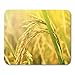 Produktbild Mauspad Braun Landwirtschaft Gelb Paddy Rice Plant auf Feld Grün Mousepad für Notebooks, Desktop-Computer Mauspads, Bürobedarf 10x12 Zoll