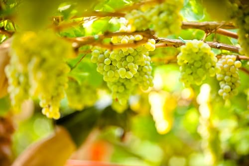 Kellerei Kaltern Sauvignon Blanc Südtirol trocken (1 x 0.75 l)