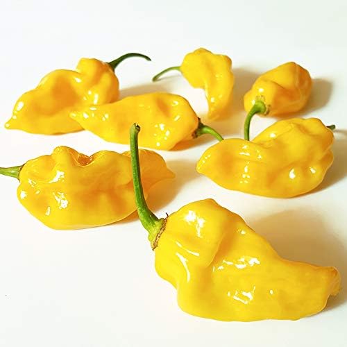 Habanero Lemon Powder - Fresh Citrusy Flavour Medium HOT 10g jar