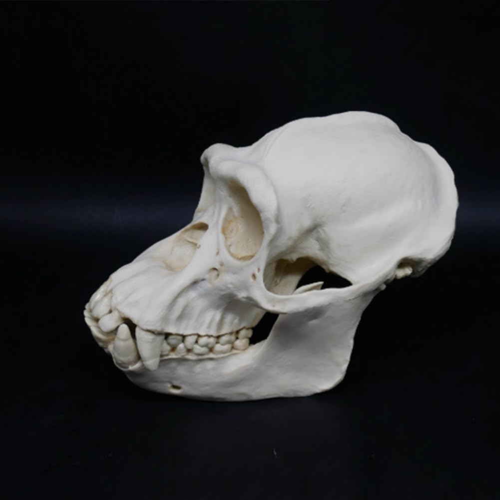 Modelo anatómico de cráneo de chimpancé, réplica de resina de cabeza de animal de tamaño natural, for decoración del hogar de Halloween y educación científica, estudio de enseñanza.