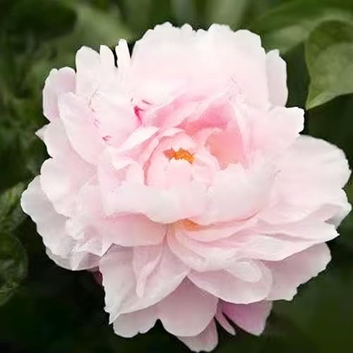 100 pièces Graines de Pivoine, Graines Fleurs à Semer, Graine a Planter, Graines de Fleurs pour Jardin et Balcon, Facile à Cultiver (L)