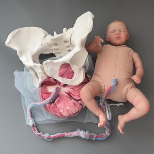 Ginecologia, modello di cura del neonato con bambola, cordone ombelicale, amnione e placenta per l'addestramento e l'insegnamento dell'ostetrica