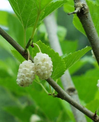TriStar Plants - White Mulberry Tree - 1 Gallon Pot, 2'-4'ft Tall - No Ship California, Full Sun, Morus Alba, Mulberry Fruit, Fruit Tree, Berries, Edible, Sassafras, Morea Arbol, Shade Tree