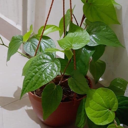 Betel Leaf Live Plant (AG1 Variety) for Home & Garden