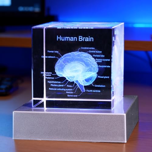 3D Human Brain Anatomy Model, Doctor Psychology Gifts, K9 2.4