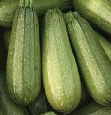 100 Zucchine semi Zucchine SEMI Grigio Estate Zucchine