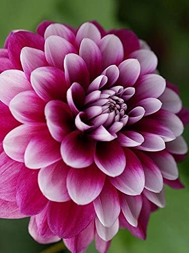 Siddhi Vinayak Gallery® Real Rare Exotic Dahlia Bulbs Flower Perennials Tubers/Rhizome Garden/Outdoor/Yard/Farm Planting Eye-catching Home Decorative flower dahlia (pack of 3 flower bulbs) (B099J1V982) Amazon Price History, Amazon Price Tracker