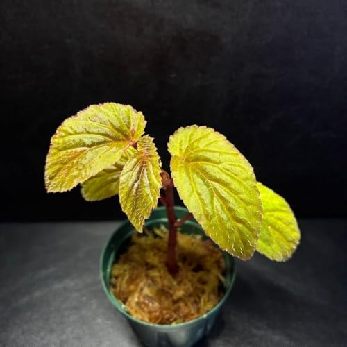 ����x�S�j�A begonia sp�x�l�Y�G���e�����E���p���_���E���M�ѐA��