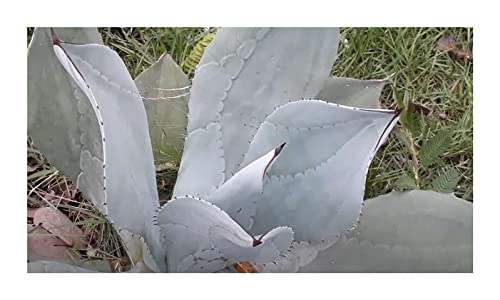 Ipsa - 10 x Agave Difformis Azul Agave Garden Plants - Seeds & Plants Shop  : Amazon.de: Garden